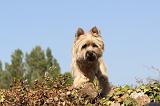 CAIRN TERRIER 044